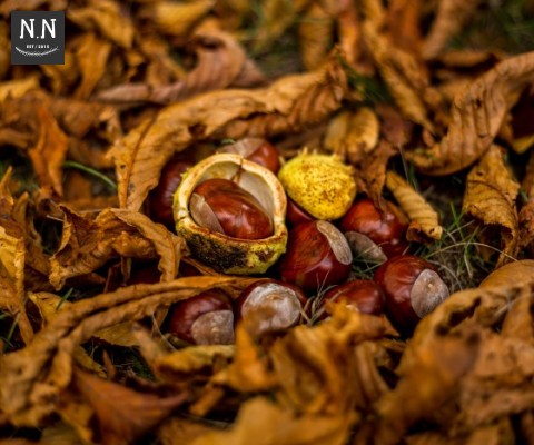 New_Autumn_Nature_Trail_for_Farm_Park